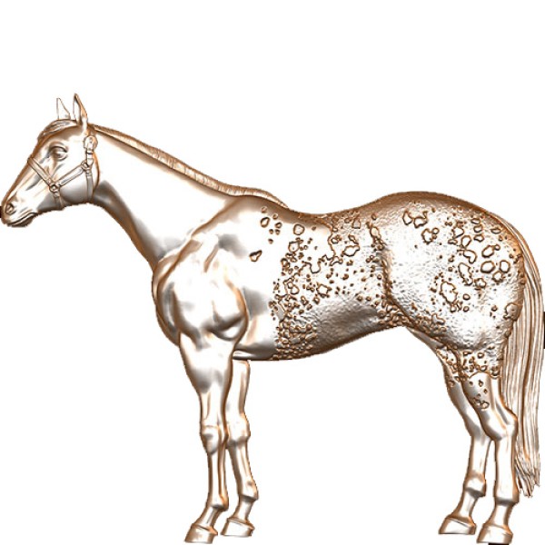 Appaloosa