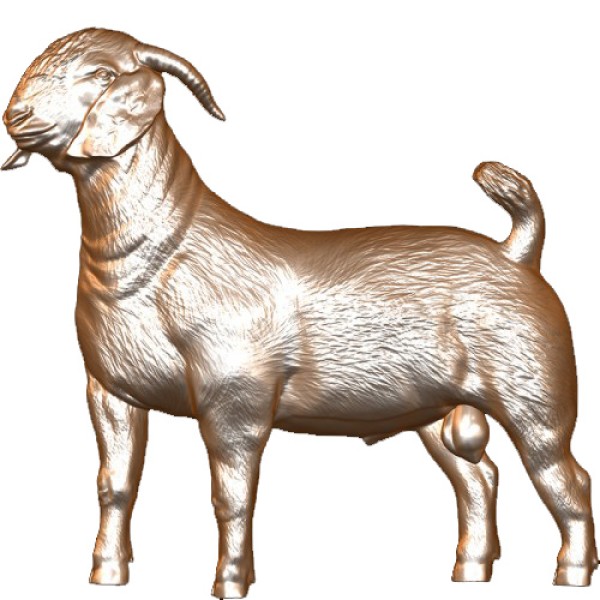 Boer Goat