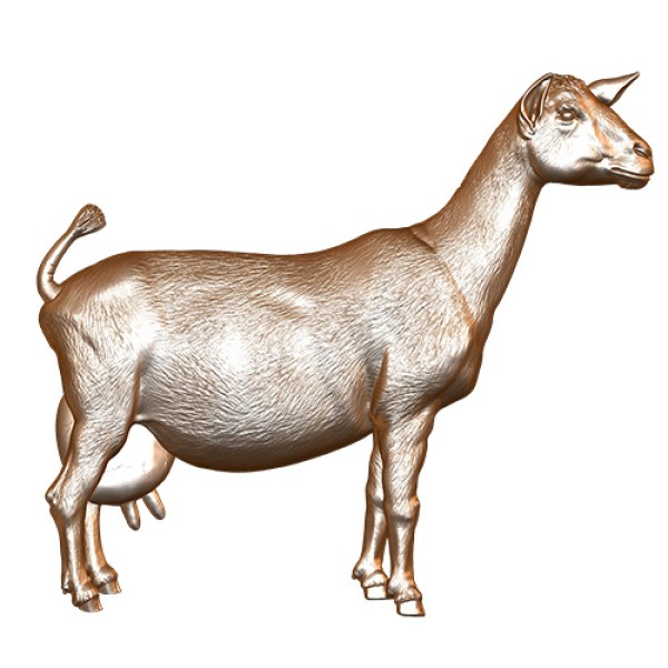 Dairy Goat